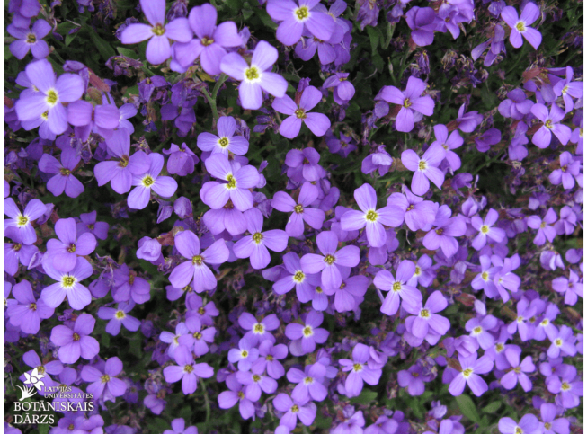 Aubrieta × cultorum